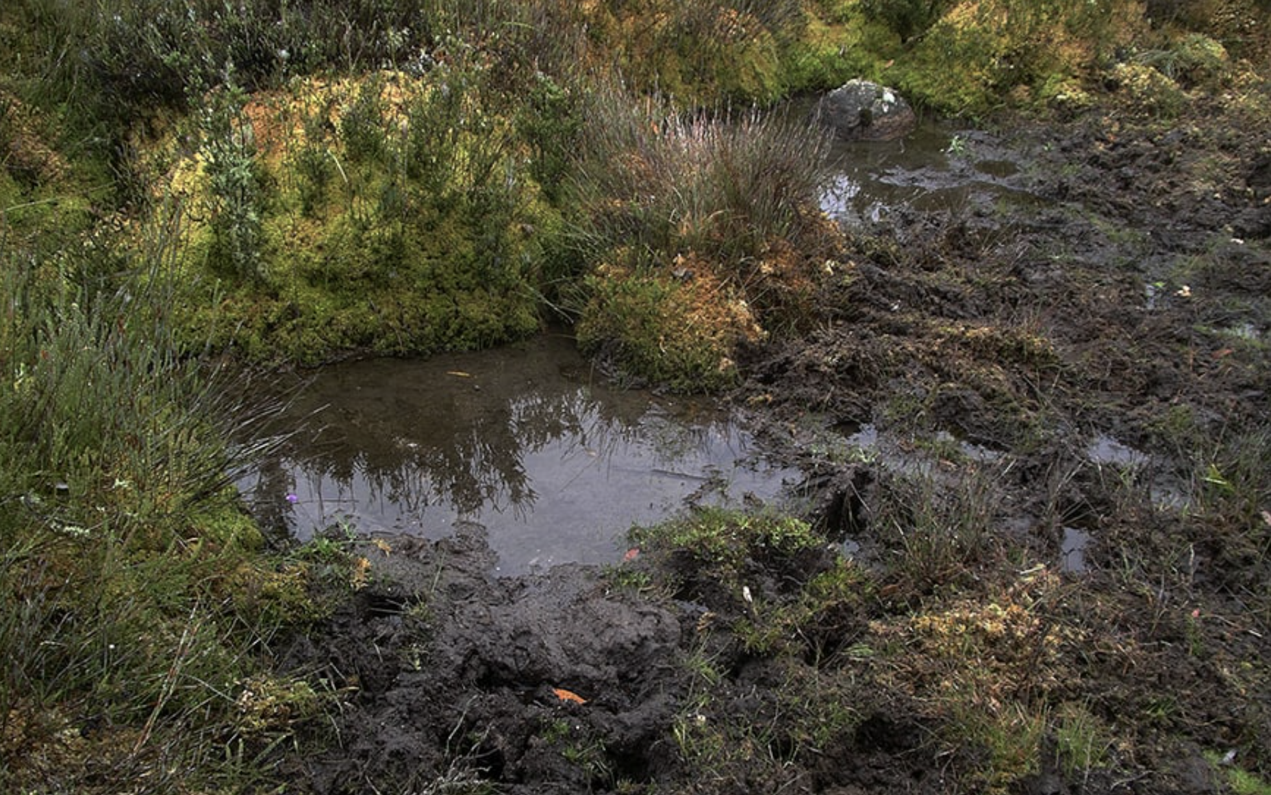 ecosystem after brumby