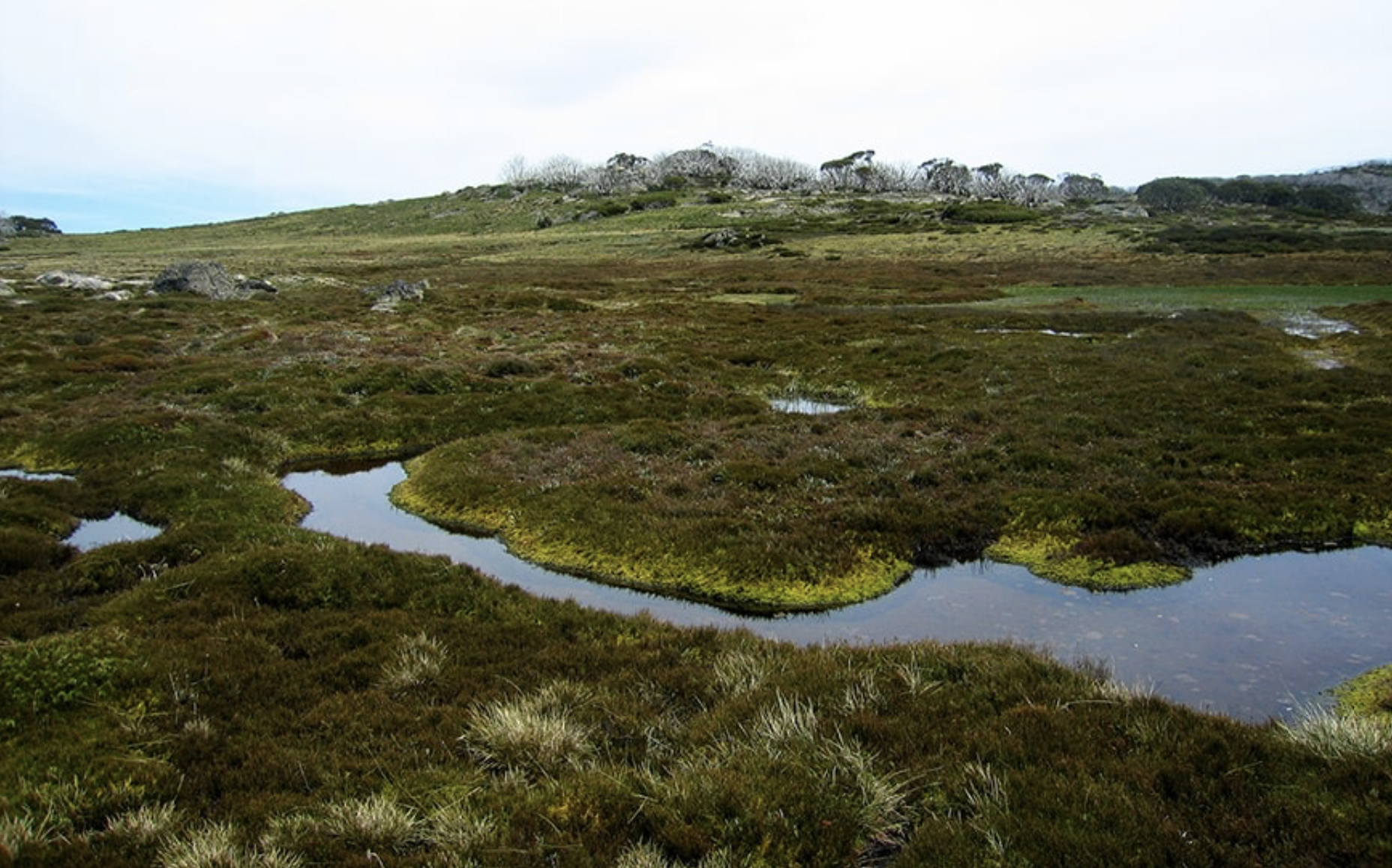 ecosystem before brumby