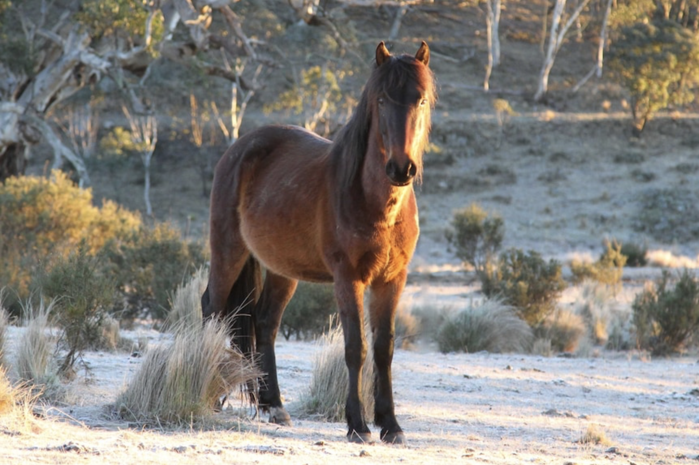 brumby damage