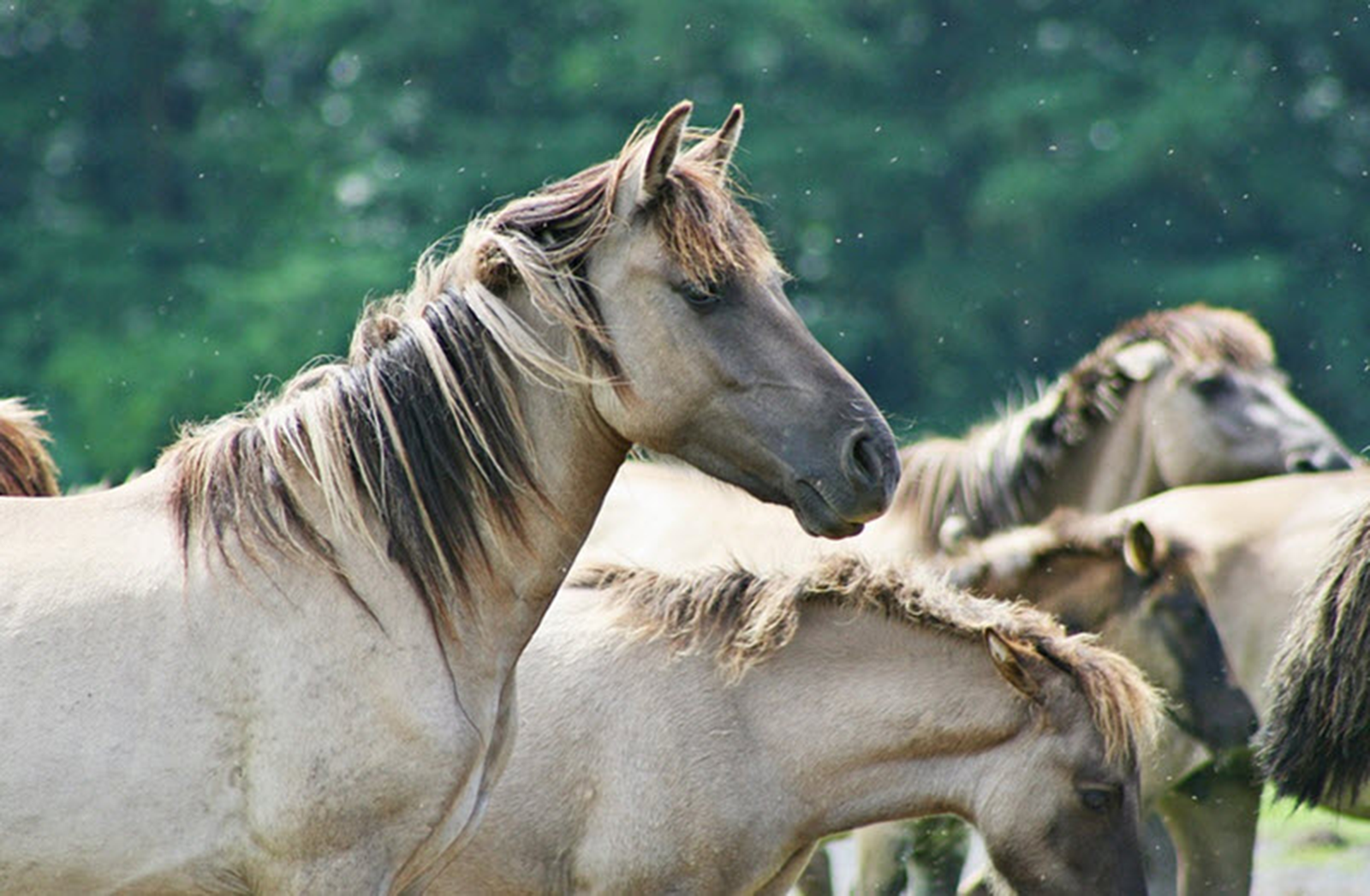 brumby damage